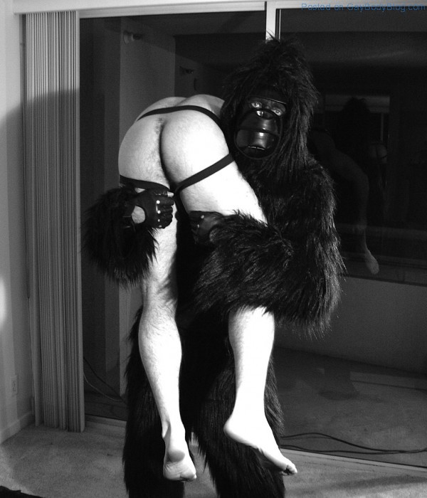 Hairy Bear Dan Lovell - My Gorilla, My Love By Rick Castro (7)